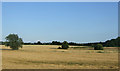 Farmland, Attleborough