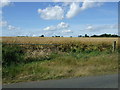 Oilseed rape crop near Well House Farm