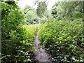 Overgrown footpath