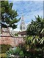 SU8504 : Cathedral spire from Palace Gardens, Chichester by Rob Farrow