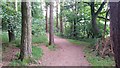 Path in woodland at Buckstone