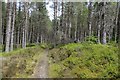 NN5955 : Path, Rannoch Forest by Richard Webb