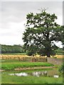 Pond at Heworth House