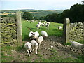 Young sheep near Upper Field House