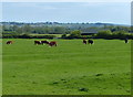 Cattle and farmland near Upper Boddington