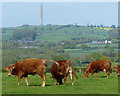 Cows and farmland north of Upper Boddington