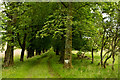 Bridleway rising through avenue of trees