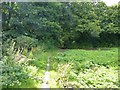 Footpath to Helsdale Wood