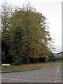 Trees at the entrance to Buckingham Road, Tring