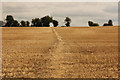 Footpath to Welham Whinleys