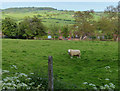 Sheep and field near the summit of Napton on the Hill