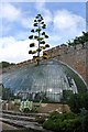 Italianate Greenhouse and Giant American Agave