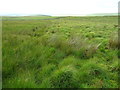 Stream through rushes on Out Fell, Malham Moor