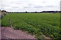 A field of carrots