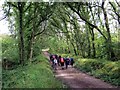 Coed Canaston Woods