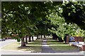 Tree-lined footpath on Tickhill Roadfootpath