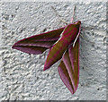 Elephant Hawk Moth