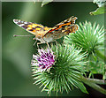 TG4520 : Painted Lady butterfly (Vanessa cardui) by Evelyn Simak