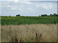 Crop field north of Upper Caldecote