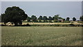 Field barn and farmland near Carlton