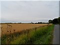 Wheat field ready for harvesting, near Nedging Tye