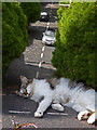 SX9265 : Big cat blocks road! by Chris Allen