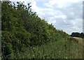 Hedgerow and field margin