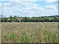 Houses across a field of thistles, North Weald Bassett