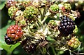 Blackberries, Lagan towpath, Stranmillis, Belfast (August 2015)