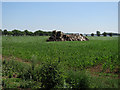 Broken crates in a field