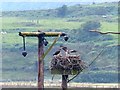 SN6998 : Osprey's nest, Cors Dyfi Nature Reserve by Robin Drayton
