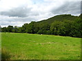 Grazing field and woodland strip near Derwen-fawr