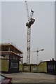 TQ5839 : Crane, Royal Wells Park by N Chadwick