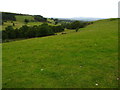 Grazing land and woodland south of Bryn Gronwy