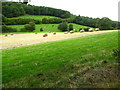 Farmland and woodland in Denbighshire