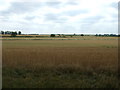 Crop field near Thornham Farm