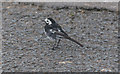 TA1281 : Pied Wagtail, North Cliff Country Park, Yorkshire by Christine Matthews