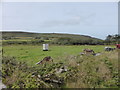 Fields near Porthmeor Common