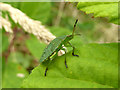 SD5001 : Shield bug by Pond west of Billinge Hall by Gary Rogers