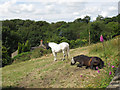 Horses near Rochdale Road