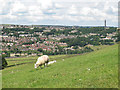 Sheep at Clough Head