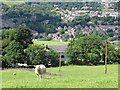 Sheep at Ashgrove Farm