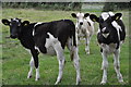 SY0096 : East Devon : Grassy Field & Cattle by Lewis Clarke
