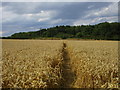 Footpath to Whitwell Wood