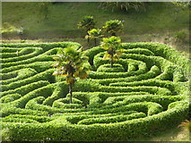 SW7727 : Looking down on the maze at Glendurgan Gardens by Rod Allday
