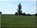 Grazing near Home Farm