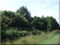 Woodland beside the A507