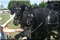 View of a pair of horses from West and Coe Funeral Directors in the Steam and Cider Festival in Old Dagenham Park