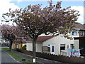 Cherry Trees, Cherry Grove, Croespenmaen