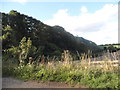 Trees along the railway, Weston Colley